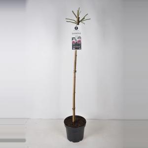 Treurroos op stam 110 cm (rosa "Jasmina"®) Treurroos op stam 110 cm (rosa "Jasmina"®)