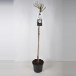 Treurroos op stam (rosa "Perennial Blush"&reg;)