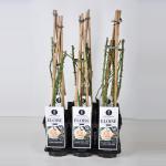 Klimroos (rosa "Eloise"&reg;)