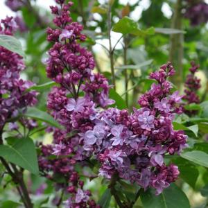 Sering (syringa vulgaris "Adelaide Dunbar") Sering (syringa vulgaris "Adelaide Dunbar")
