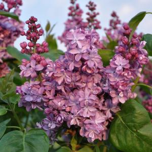Sering (syringa vulgaris "Violetta") Sering (syringa vulgaris "Violetta")