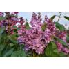 Sering (syringa vulgaris "Violetta") 