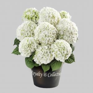 Hydrangea macrophylla "White"® boerenhortensia Hydrangea macrophylla "White"® boerenhortensia