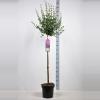 Dwergsering op stam 90 cm (syringa Bloomerang&reg;''Dark Purple'')