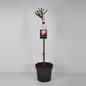 Grootbloemige roos op stam (rosa "Nostalgie"®) Grootbloemige roos op stam (rosa "Nostalgie"®)