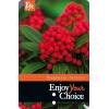 Skimmia (Skimmia Japonica &ldquo;Temptation&rdquo; PBR) heester