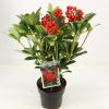 Skimmia (Skimmia Japonica &ldquo;Temptation&rdquo; PBR) heester
