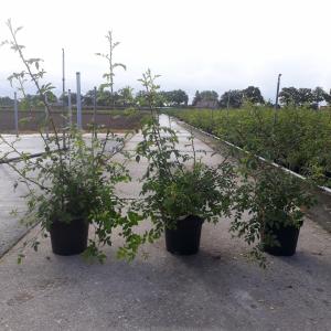 Rozen Canina Rozen Canina