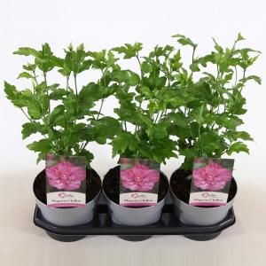 Hibiscus syriacus Magenta Chiffon Hibiscus syriacus Magenta Chiffon