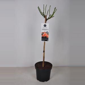 Rozen Aprikola op stam Abrikoos Rozen Aprikola op stam Abrikoos