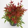 Hemelse bamboe (Nandina domestica &ldquo;Obsessed&rdquo;&reg;) heester