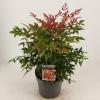 Hemelse bamboe (Nandina domestica &ldquo;Obsessed&rdquo;&reg;) heester