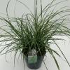 Prachtriet (Miscanthus sinensis "Little Zebra") siergras