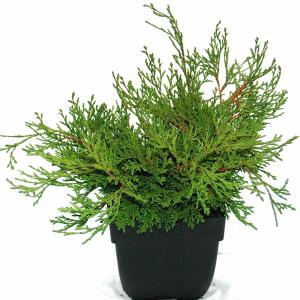 Schijncipres (Chamaecyparis obtusa "Pygmaea") conifeer Schijncipres (Chamaecyparis obtusa "Pygmaea") conifeer