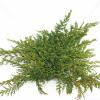Kruipende jeneverbes (Juniperus horizontalis "Prince of Wales") conifeer