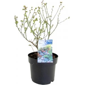 Bosbes (vaccinium corymbosum “Patio”) fruitplanten Bosbes (vaccinium corymbosum “Patio”) fruitplanten