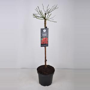 Trosroos op stam (rosa "Fairy King"®) Trosroos op stam (rosa "Fairy King"®)