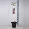 Trosroos op stam (rosa "Fairy King"&reg;)