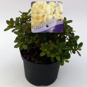 Dwerg rododendron (Rhododendron "Wren") heester Dwerg rododendron (Rhododendron "Wren") heester