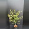 Japanse esdoorn (Acer palmatum "Osakasuki") heester
