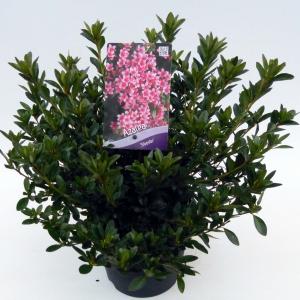 Rododendron (Rhododendron Japonica "Silvester") heester Rododendron (Rhododendron Japonica "Silvester") heester