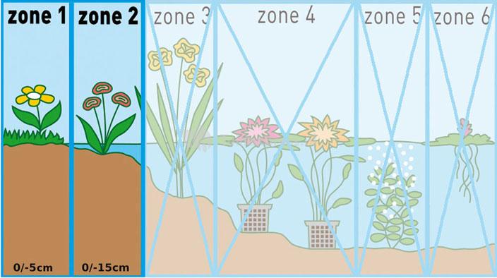 Stijve moerasweegbree (Baldellia ranunculoides) moerasplant (6-stuks)