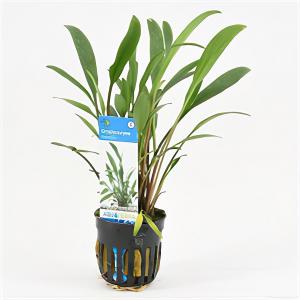 Cryptocoryne nevellii - 6 stuks - aquarium plant Cryptocoryne nevellii - 6 stuks - aquarium plant