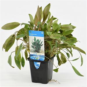 Cryptocoryne wendtii - aquarium plant Cryptocoryne wendtii - aquarium plant