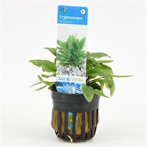 Cryptocoryne willisii - 6 stuks - aquarium plant Cryptocoryne willisii - 6 stuks - aquarium plant