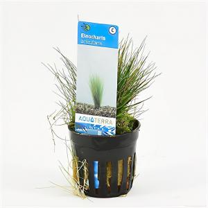 Eleocharis acicularis - 6 stuks - aquarium plant Eleocharis acicularis - 6 stuks - aquarium plant