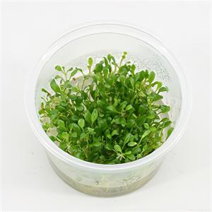 Glossostigma elatinoides - 3 stuks - aquarium plant Glossostigma elatinoides - 3 stuks - aquarium plant