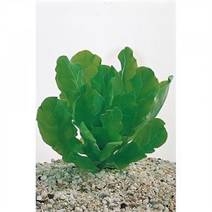 Samolus floribundus - 6 stuks - aquarium plant Samolus floribundus - 6 stuks - aquarium plant
