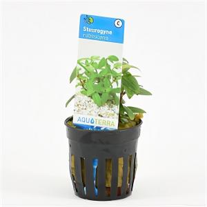 Staurogyne rubescens - 6 stuks - aquarium plant Staurogyne rubescens - 6 stuks - aquarium plant