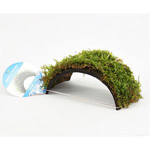 Vesicularia dubyana - op kokos armband - aquarium plant Vesicularia dubyana - op kokos armband - aquarium plant