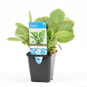 Echinodorus harbich - aquarium plant Echinodorus harbich - aquarium plant