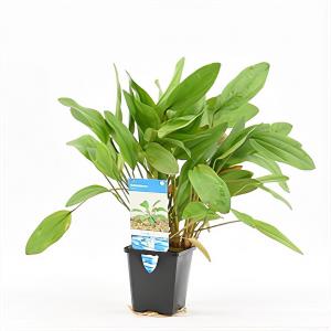 Echinodorus reni - aquarium plant Echinodorus reni - aquarium plant