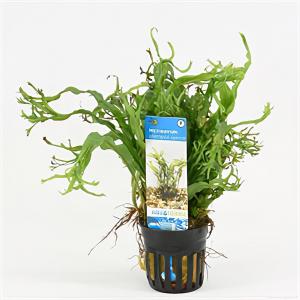 Microsorum pteropus Windelov - 6 stuks - aquarium plant Microsorum pteropus Windelov - 6 stuks - aquarium plant