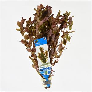 Rotala macrandra
- 10 stuks - aquarium plant Rotala macrandra
- 10 stuks - aquarium plant