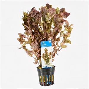 Rotala macrandra - 6 stuks - aquarium plant Rotala macrandra - 6 stuks - aquarium plant