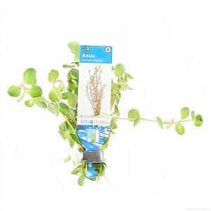 Rotala rotundifolia - 10 stuks - aquarium plant Rotala rotundifolia - 10 stuks - aquarium plant