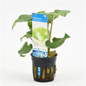 Saururus cernuus
- 6 stuks - aquarium plant Saururus cernuus
- 6 stuks - aquarium plant