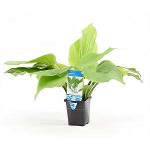 Echinodorus argentinensis
- aquarium plant Echinodorus argentinensis
- aquarium plant