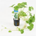 Hydrocotyle leucocephala
- 6 stuks - aquarium plant
