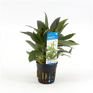 Hygrophila salicifolia rubra - 6 stuks - aquarium plant Hygrophila salicifolia rubra - 6 stuks - aquarium plant