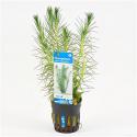 Myriophyllum propinquum - 6 stuks - aquarium plant