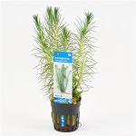 Myriophyllum propinquum - 6 stuks - aquarium plant