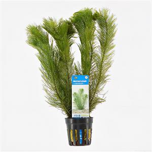 Myriophyllum scabratum ofwel pinnatum - 6 stuks - aquarium plant Myriophyllum scabratum ofwel pinnatum - 6 stuks - aquarium plant