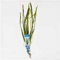 Vallisneria spiralis - 10 stuks - aquarium plant