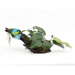 Anubias barteri - op drijfhout - aquarium plant Anubias barteri - op drijfhout - aquarium plant