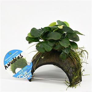 Anubias nana - op 3-gaten kokosnoot - 3 stuks - aquarium plant Anubias nana - op 3-gaten kokosnoot - 3 stuks - aquarium plant